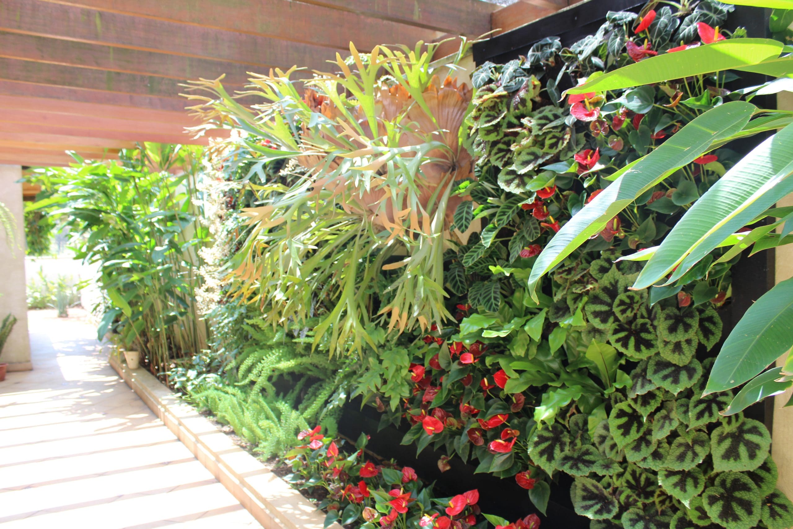 jardim vertical nativas